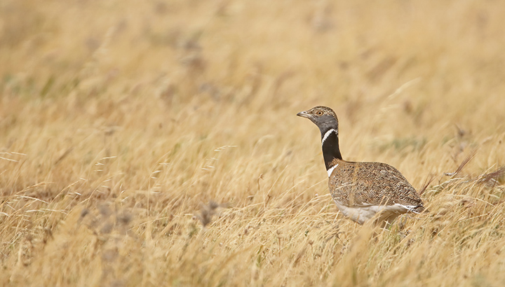 Les oiseaux de la plaine de Villefagnan